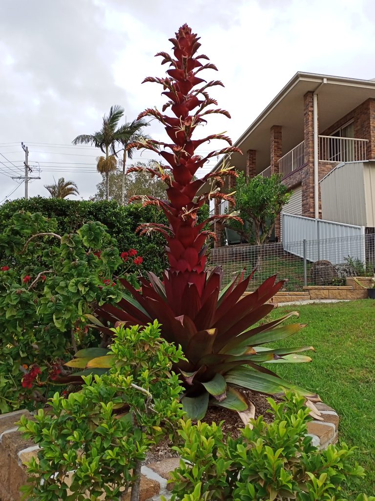 Bromeliad flowering