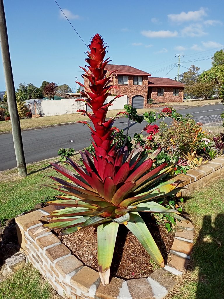 Bromeliad starting to flower