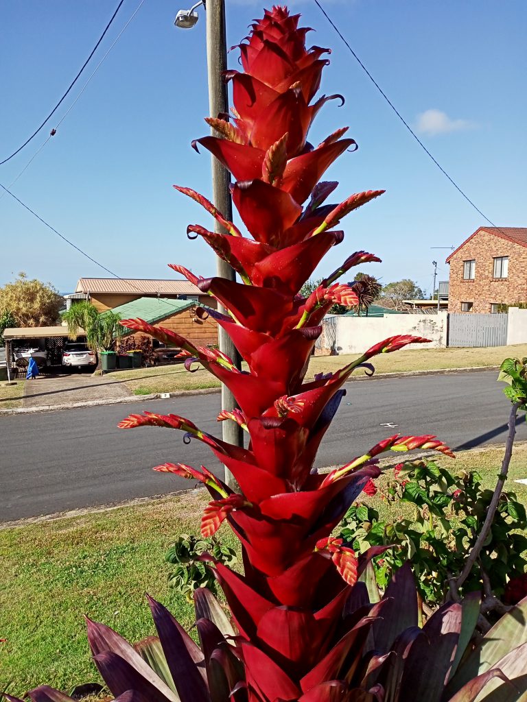 flowering Bromeliad