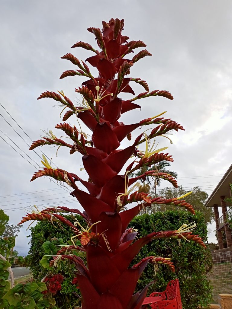 Bromeliad in flower